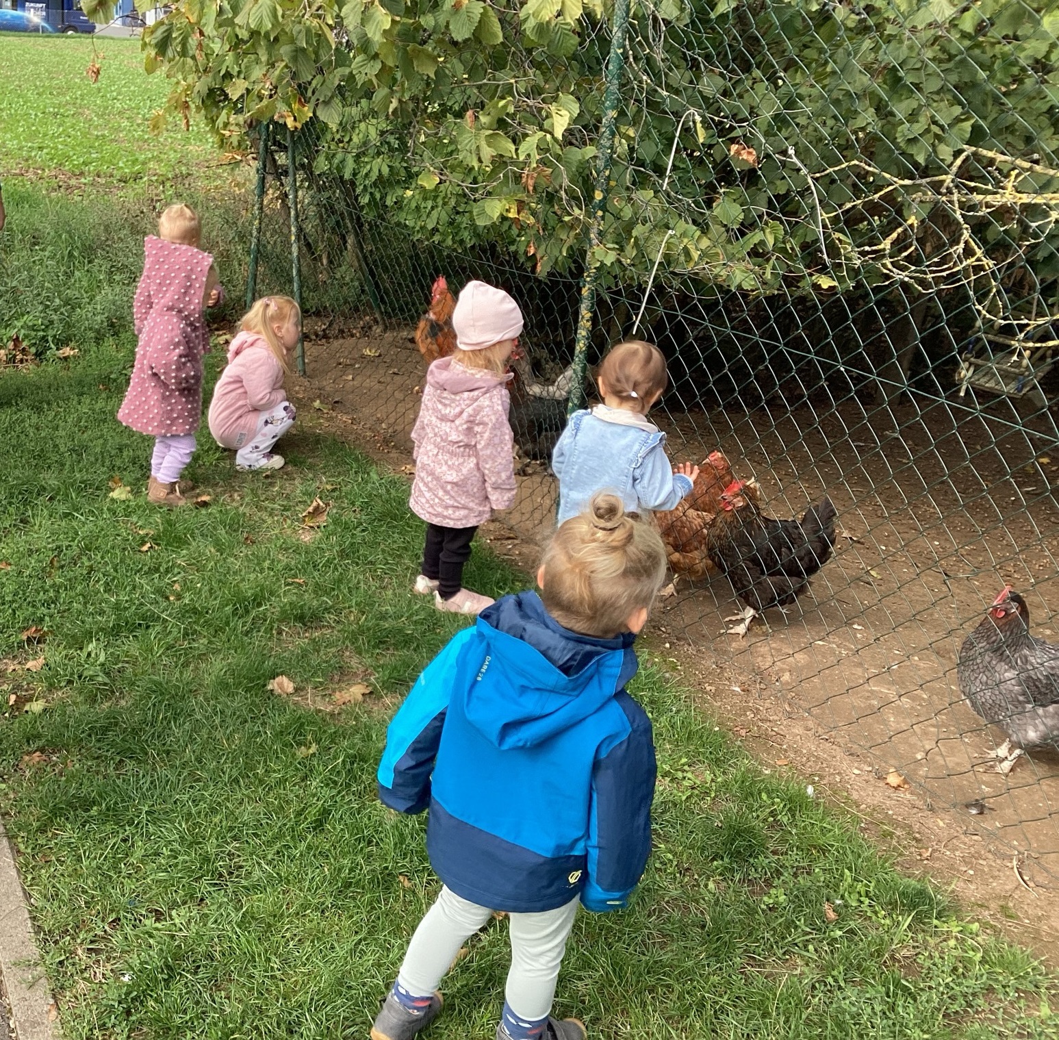 Hühner Besuch